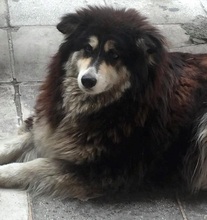 PRINCESS, Hund, Mischlingshund in Wagenfeld - Bild 13