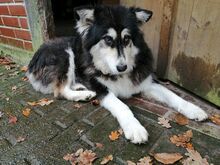 PRINCESS, Hund, Mischlingshund in Wagenfeld - Bild 2