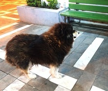 PRINCESS, Hund, Mischlingshund in Wagenfeld - Bild 7