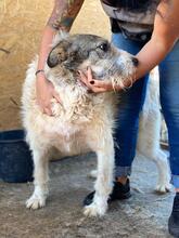 FINN, Hund, Mischlingshund in Rumänien - Bild 2