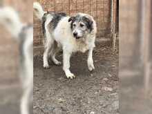 FINN, Hund, Mischlingshund in Rumänien - Bild 6