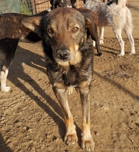 BENNI, Hund, Mischlingshund in Rumänien - Bild 2