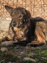 BENNI, Hund, Mischlingshund in Rumänien - Bild 5