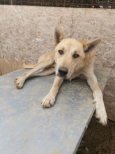 AIKO, Hund, Mischlingshund in Rumänien - Bild 3