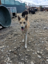 AIKO, Hund, Mischlingshund in Rumänien - Bild 4