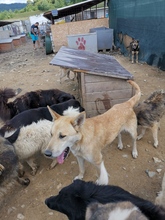 AIKO, Hund, Mischlingshund in Rumänien - Bild 5