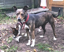 THELMASELMA, Hund, Mischlingshund in Wagenfeld - Bild 1