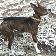 LOUISA, Hund, Mischlingshund in Wagenfeld - Bild 1