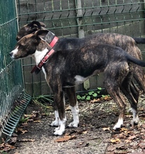 LOUISA, Hund, Mischlingshund in Wagenfeld - Bild 4
