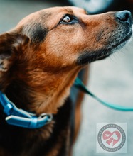 LUCAS, Hund, Mischlingshund in Spanien - Bild 2