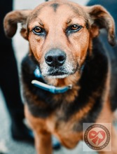 LUCAS, Hund, Mischlingshund in Spanien - Bild 3