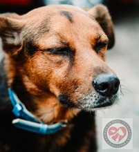 LUCAS, Hund, Mischlingshund in Spanien - Bild 6