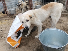 PAUL, Hund, Mischlingshund in Rumänien - Bild 2