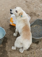 PAUL, Hund, Mischlingshund in Rumänien - Bild 3