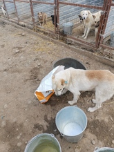 PAUL, Hund, Mischlingshund in Rumänien - Bild 4