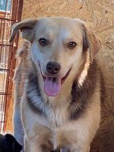 BEN, Hund, Mischlingshund in Rumänien - Bild 1