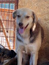BEN, Hund, Mischlingshund in Rumänien - Bild 2