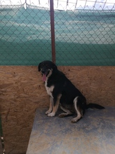 MILLIE, Hund, Mischlingshund in Rumänien - Bild 3