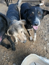 MILLIE, Hund, Mischlingshund in Rumänien - Bild 4