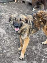 SALLY, Hund, Mischlingshund in Rumänien - Bild 1