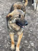 SALLY, Hund, Mischlingshund in Rumänien - Bild 2