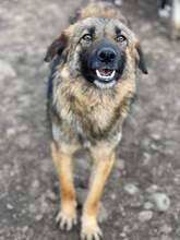 SALLY, Hund, Mischlingshund in Rumänien - Bild 3