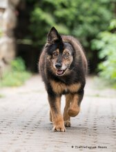 PASTORINA, Hund, Mischlingshund in Hanau-Großauheim - Bild 1