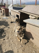 TILLY, Hund, Mischlingshund in Rumänien - Bild 1
