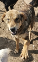TILLY, Hund, Mischlingshund in Rumänien - Bild 2