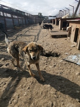 TILLY, Hund, Mischlingshund in Rumänien - Bild 3