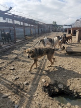 TILLY, Hund, Mischlingshund in Rumänien - Bild 4
