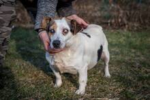 BENCE, Hund, Mischlingshund in Ungarn - Bild 1
