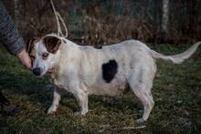 BENCE, Hund, Mischlingshund in Ungarn - Bild 4