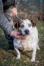 BENCE, Hund, Mischlingshund in Ungarn - Bild 5