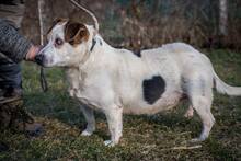 BENCE, Hund, Mischlingshund in Ungarn - Bild 6