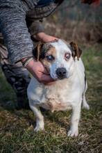 BENCE, Hund, Mischlingshund in Ungarn - Bild 7
