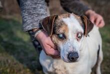 BENCE, Hund, Mischlingshund in Ungarn - Bild 8