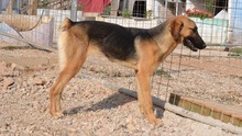 SAYA, Hund, Mischlingshund in Griechenland - Bild 10