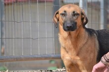 SAYA, Hund, Mischlingshund in Griechenland - Bild 13