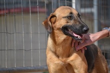SAYA, Hund, Mischlingshund in Griechenland - Bild 14