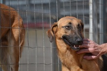 SAYA, Hund, Mischlingshund in Griechenland - Bild 16