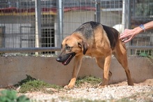 SAYA, Hund, Mischlingshund in Griechenland - Bild 17