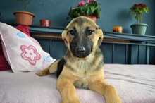 SAYA, Hund, Mischlingshund in Griechenland - Bild 18