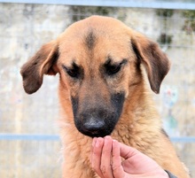SAYA, Hund, Mischlingshund in Griechenland - Bild 2