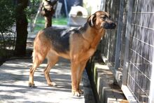 SAYA, Hund, Mischlingshund in Griechenland - Bild 20