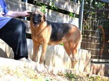 SAYA, Hund, Mischlingshund in Griechenland - Bild 21