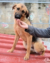 SAYA, Hund, Mischlingshund in Griechenland - Bild 4