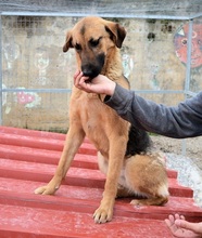 SAYA, Hund, Mischlingshund in Griechenland - Bild 5