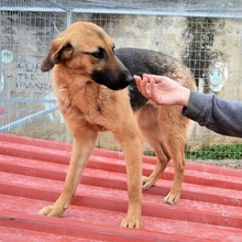 SAYA, Hund, Mischlingshund in Griechenland - Bild 6