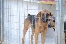 SAYA, Hund, Mischlingshund in Griechenland - Bild 8